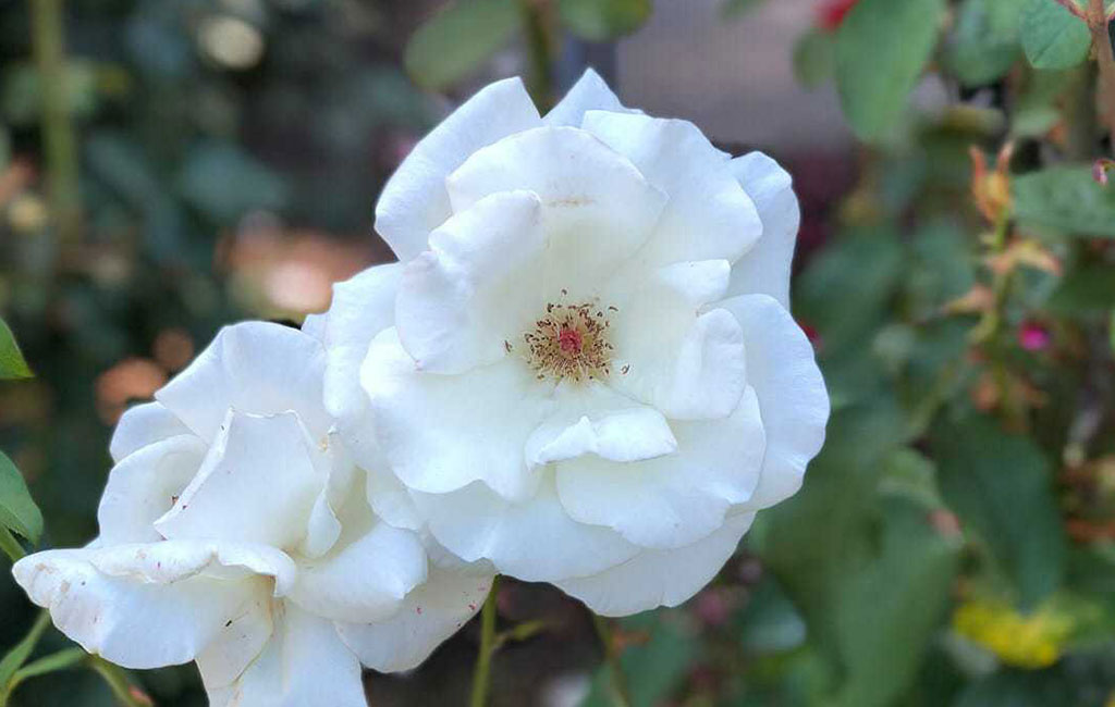 flowers1